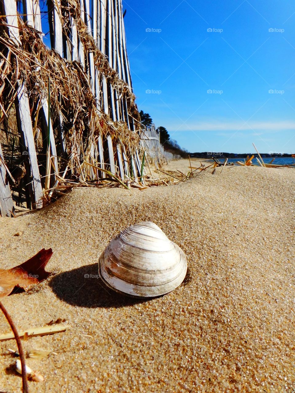 Cape Cod Clam