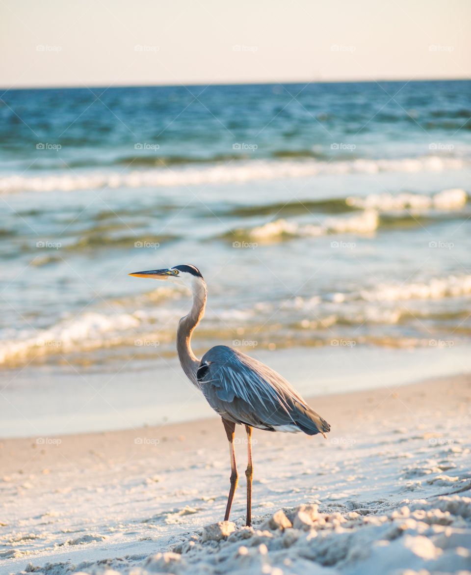 Heron on beach 