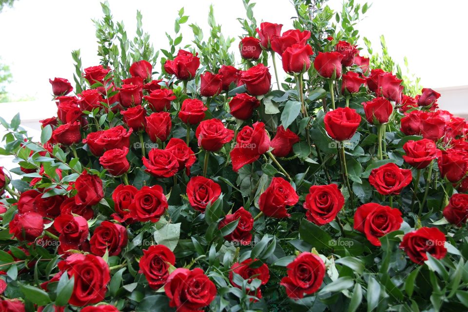 Red Roses