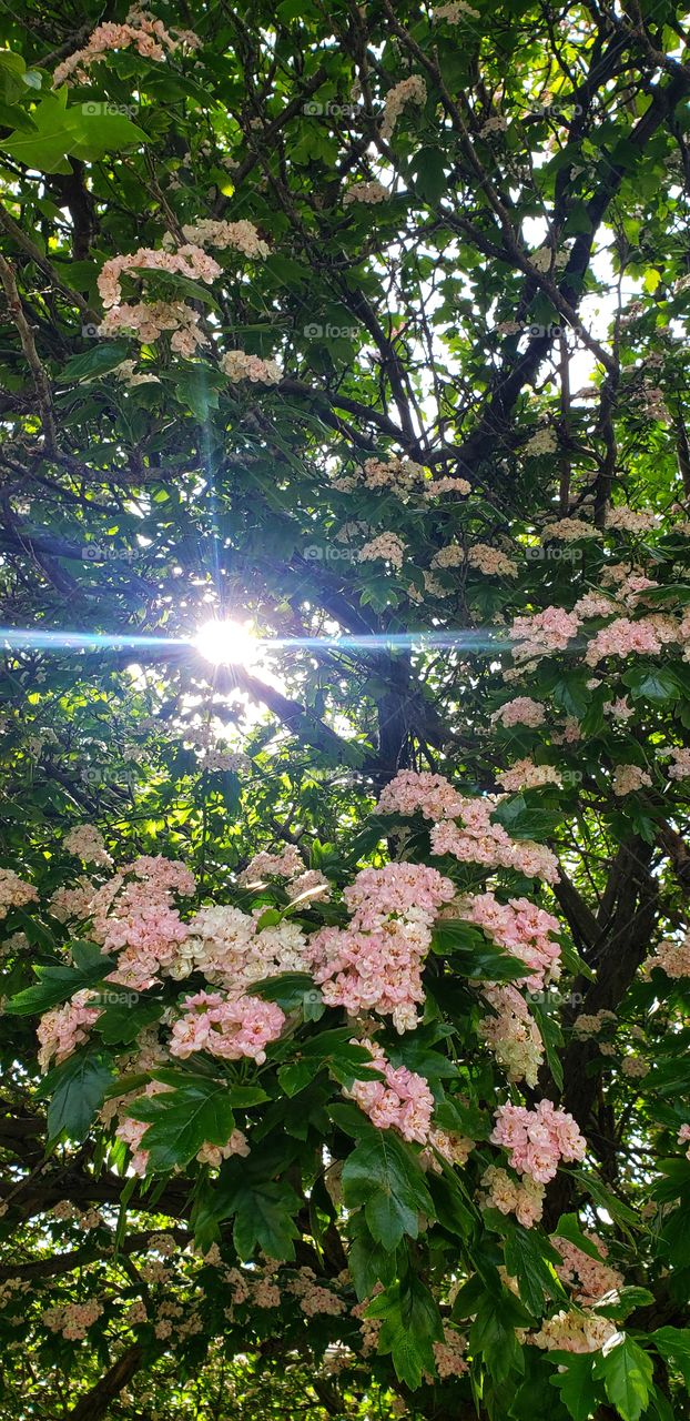 tree,the sun afternoon