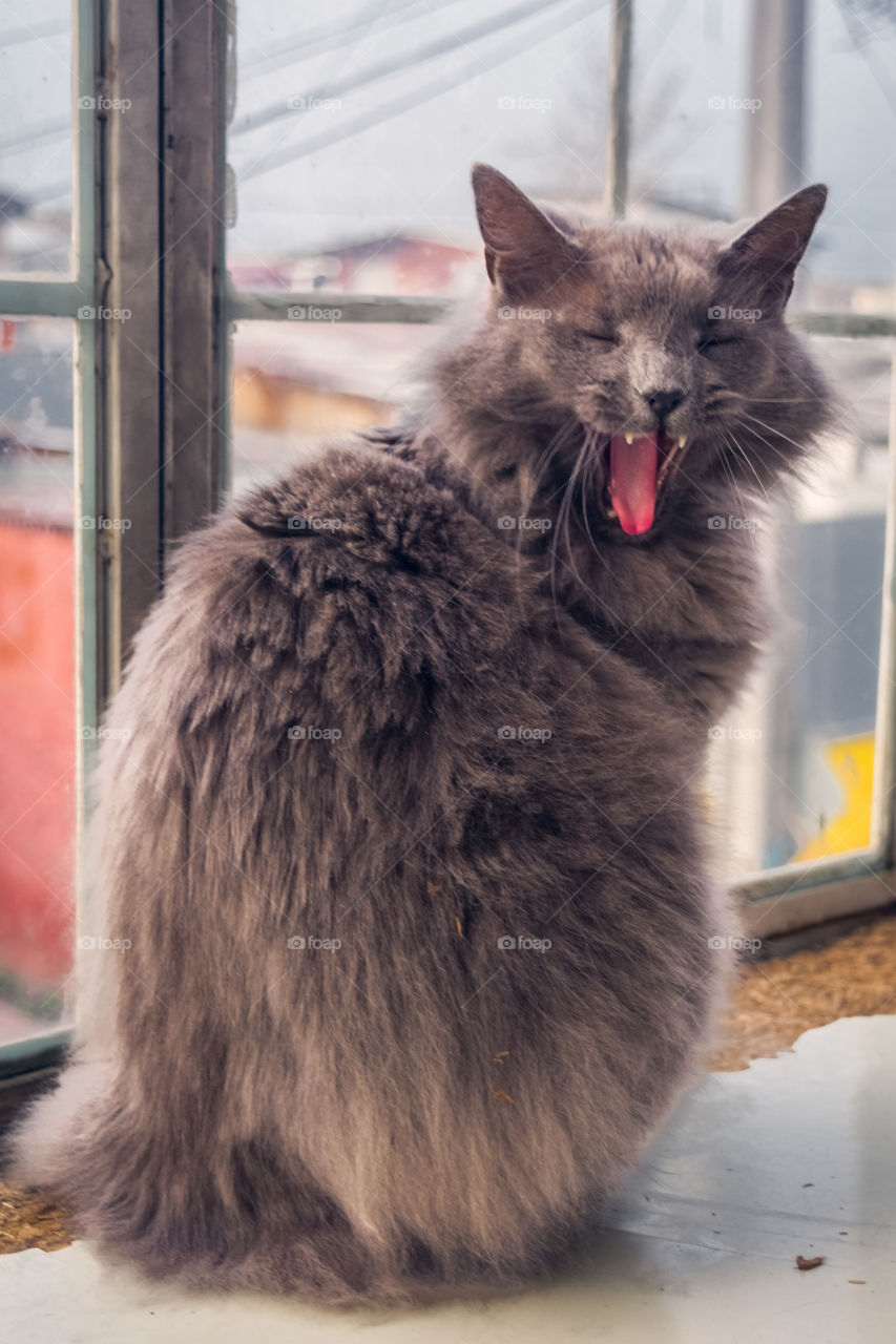 Funny picture of a cat sneezing on the window 