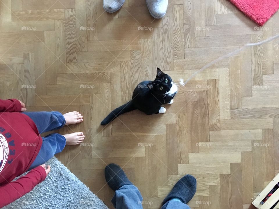 Cat unwilling to play with string