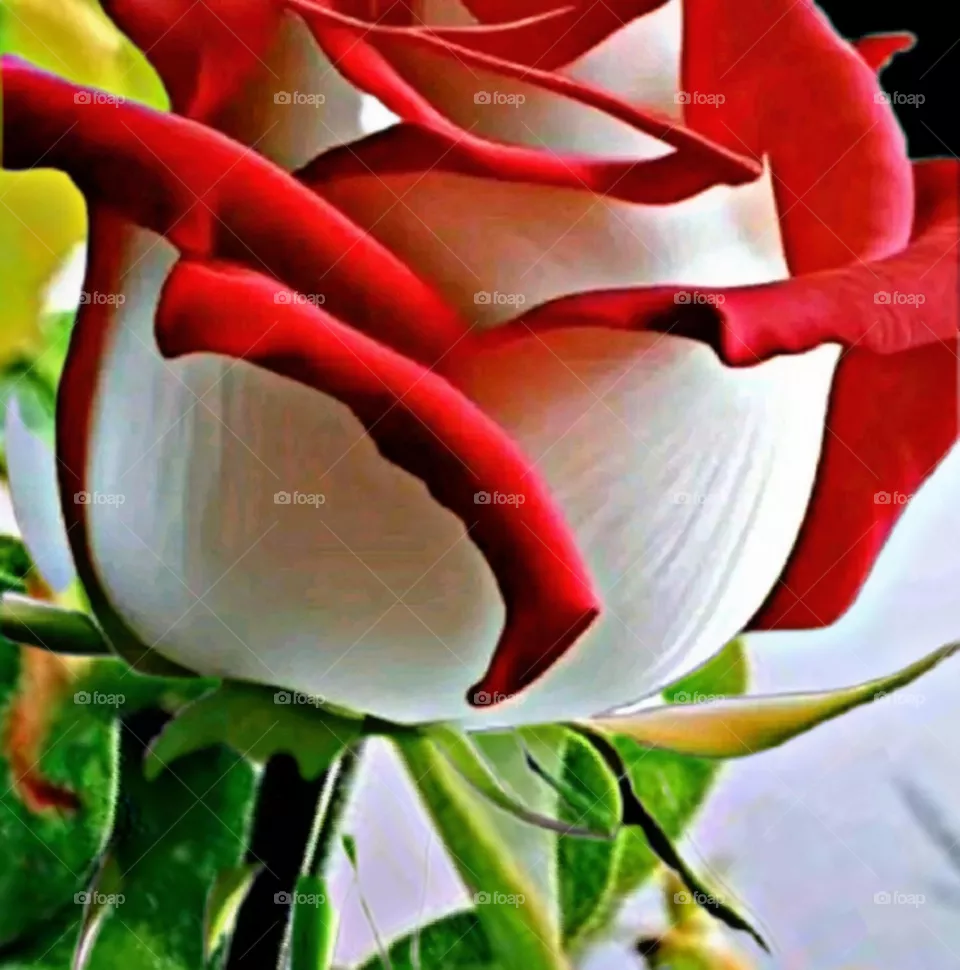 most beautiful and attractive flowers.