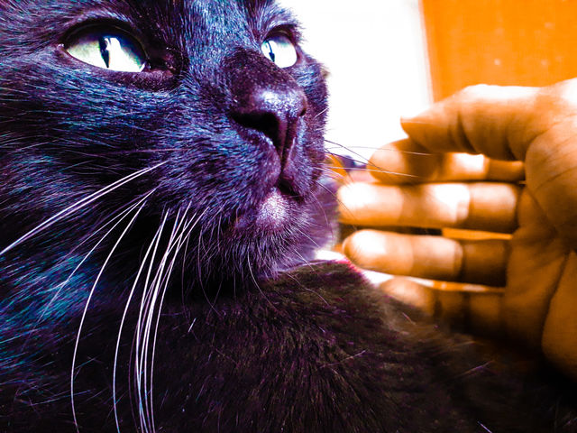 colored cat purple hand cuddle caress whiskers