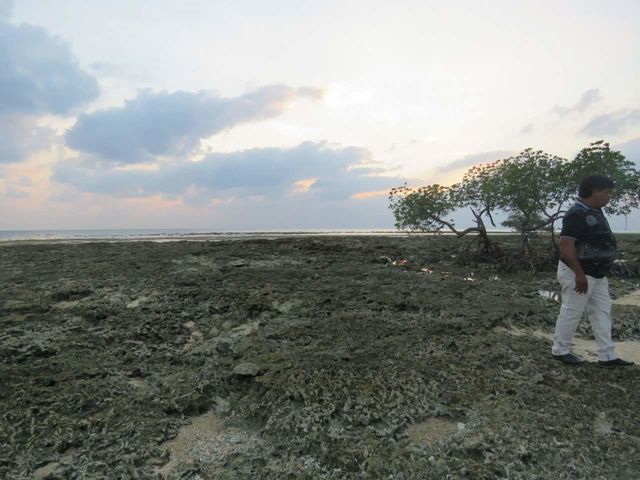 Coral beach