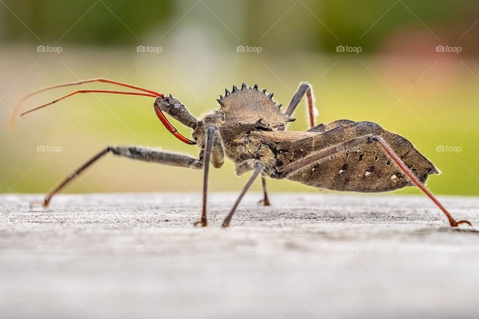 A Wheel Bug creeps guards the porch. Raleigh, North Carolina. 