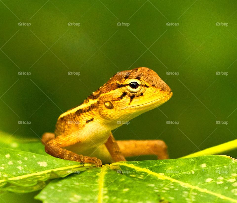 Oriental lizard - Close up - animal eyes 
