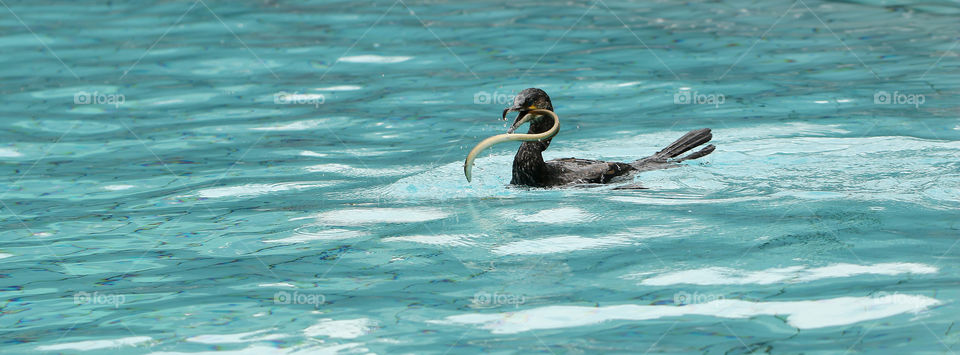 cormorant VS eel 

I learnt that after being swallowed the eel try to go back up and the cormorant do wathever he can to keep his favorite food in place.

Its kinda strange to witness but its really interresting