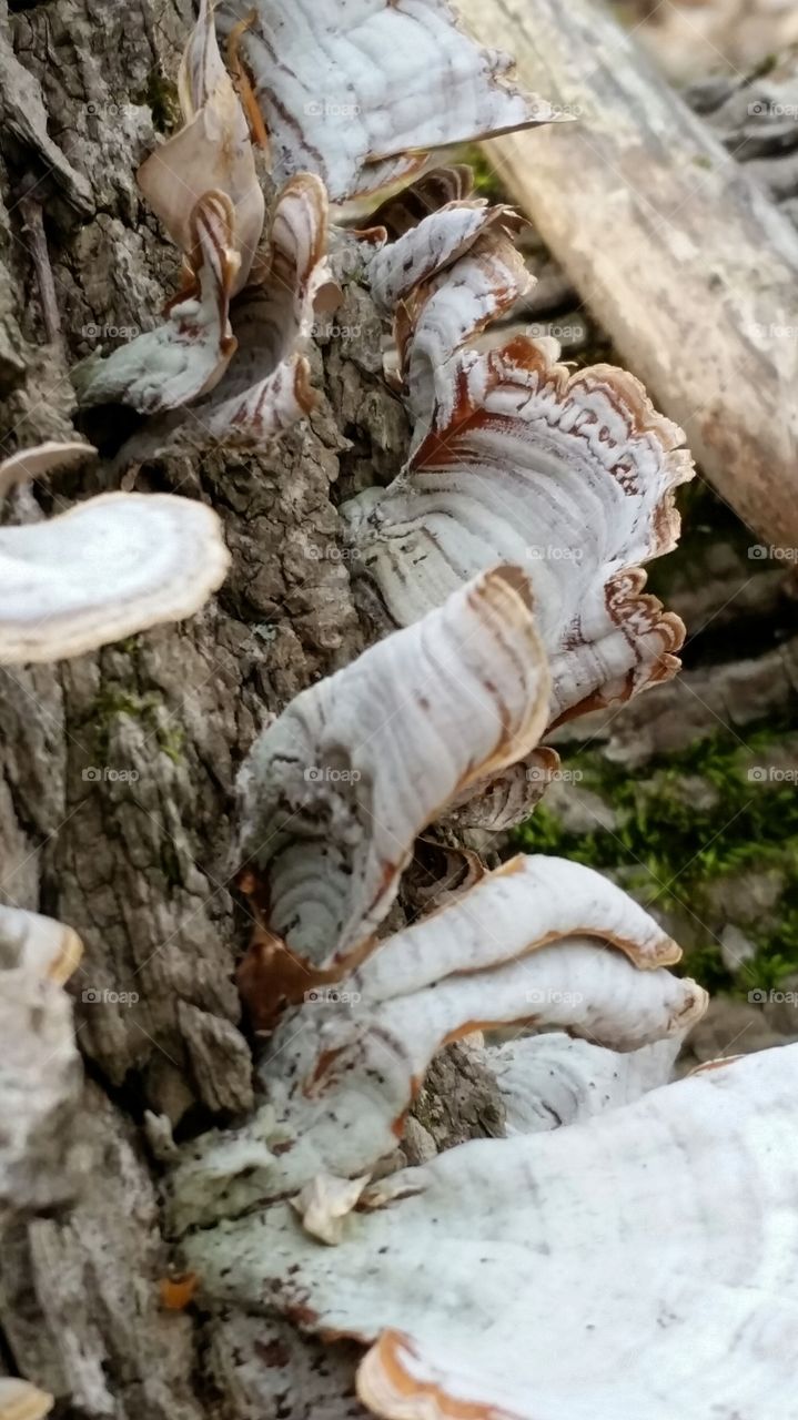 mushrooms on tree trunk