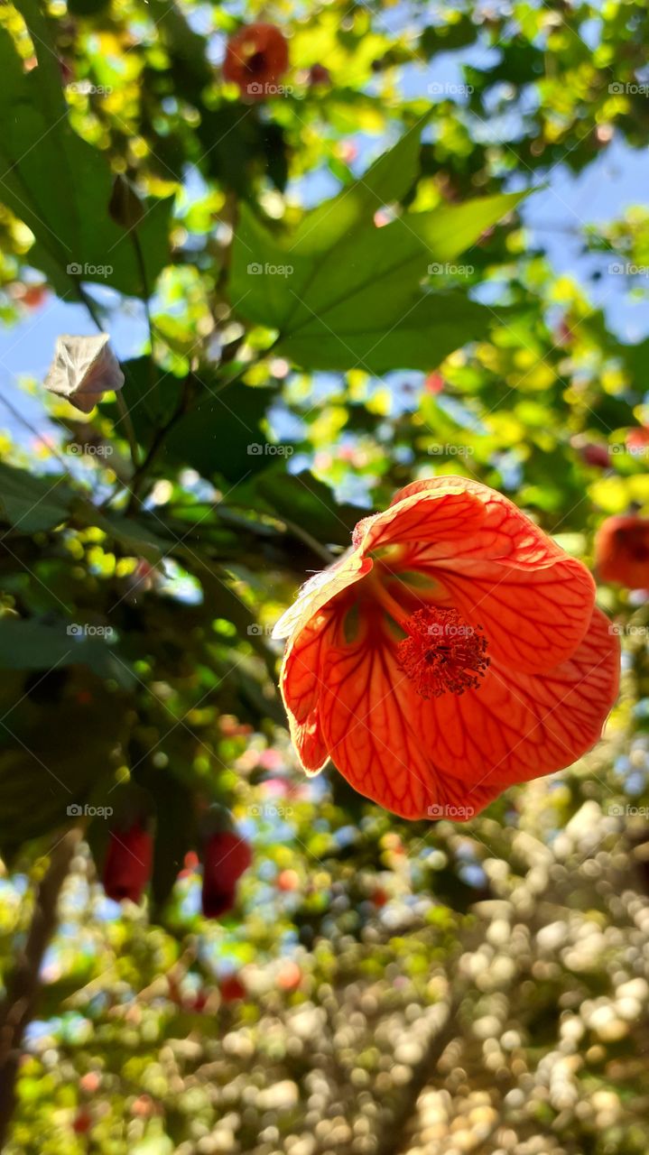 flor naranja