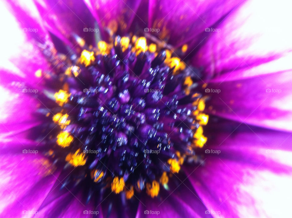 sweden flower macro blomma by goransv