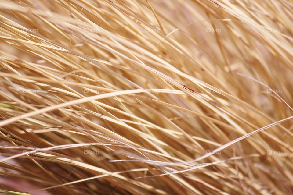 Detail of grass from a field