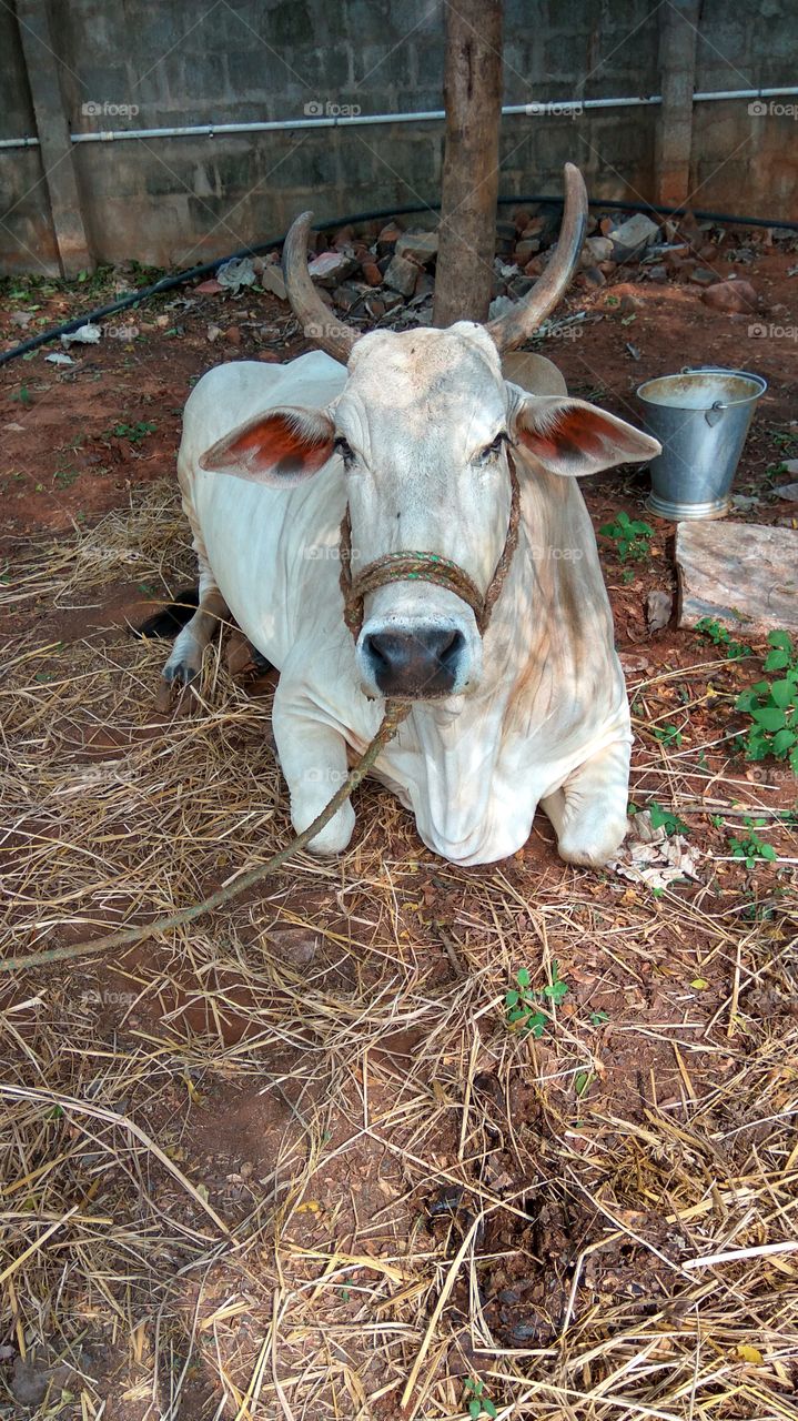 super power indian bull