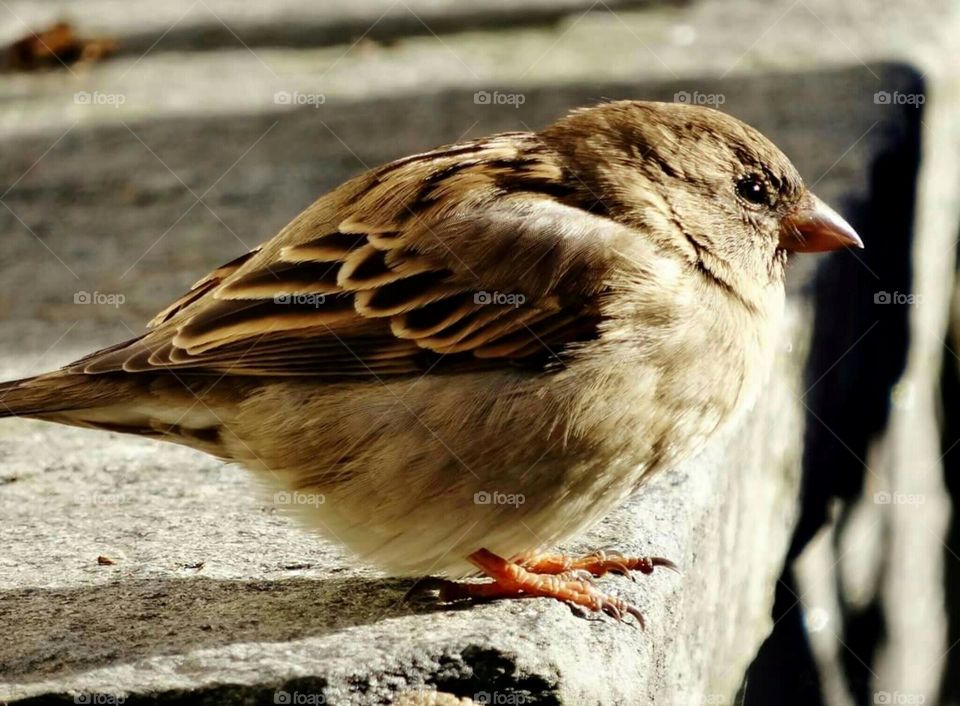 Sparrow Close-up