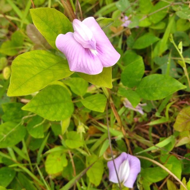 Purple flower on the garden