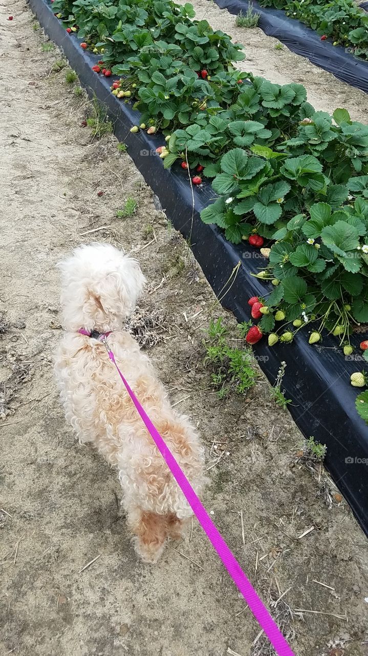 Rosie picking strawberries