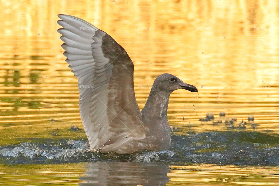 Young glaucous-winged gull