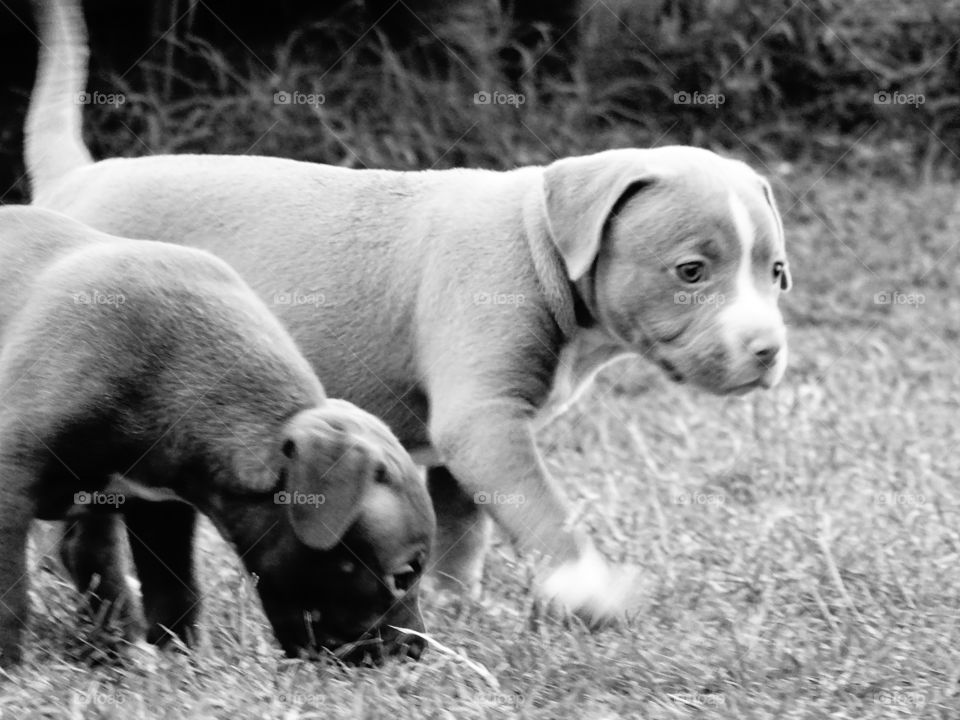 Two puppies playing in grass