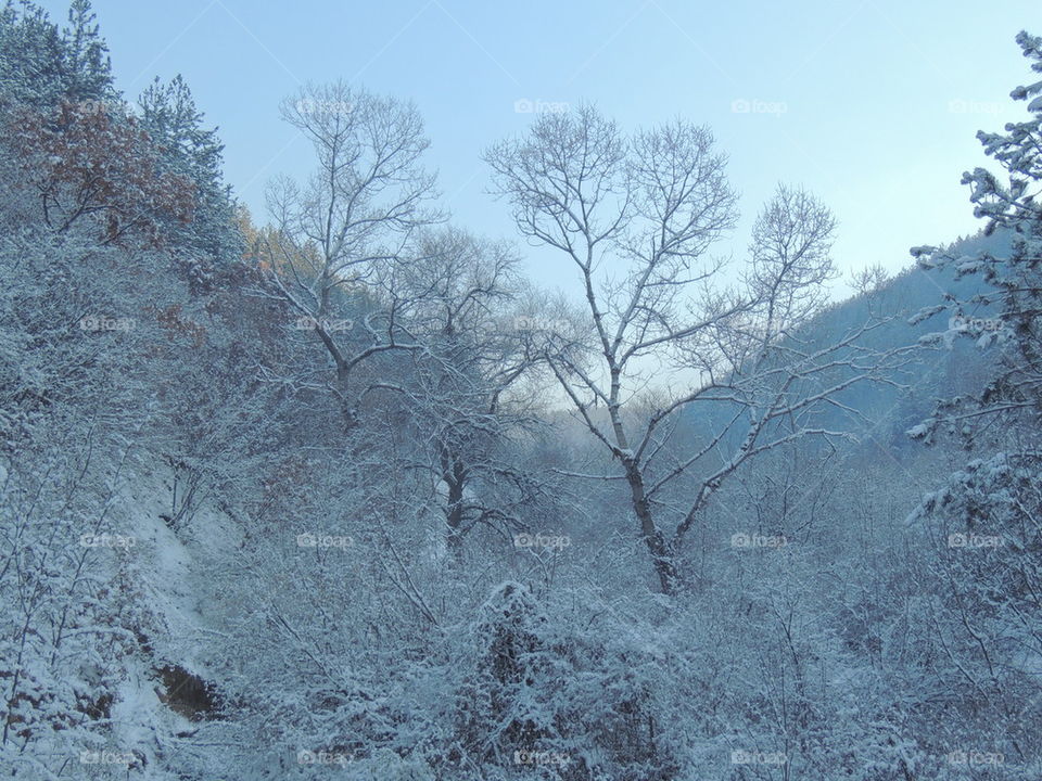 Frosted trees