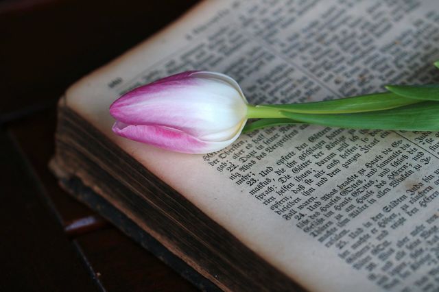 Altes Buch mit Tulpe