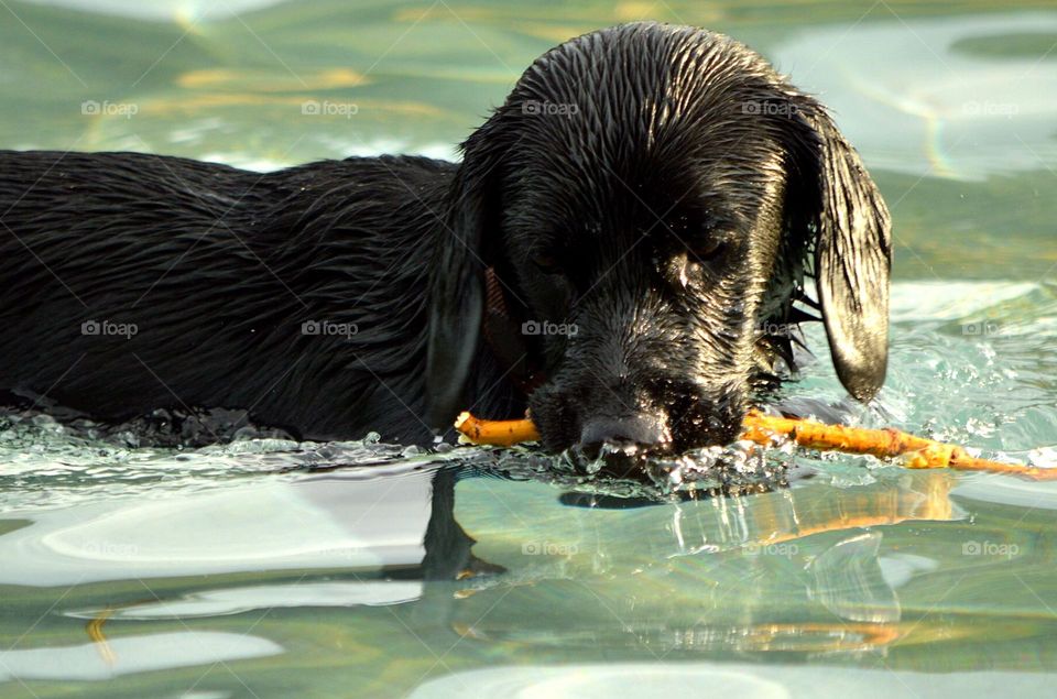 Dog swimming 