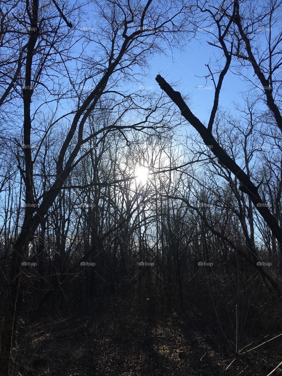 Dark woods light sky