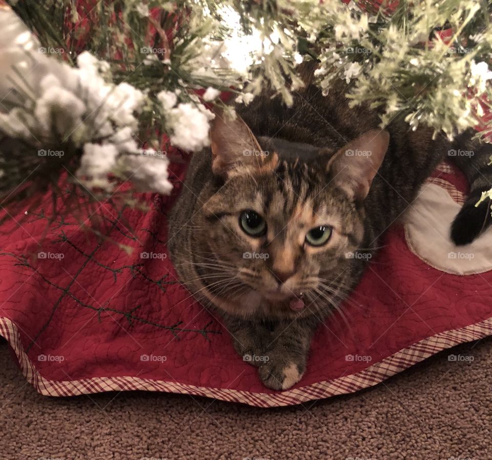 Cat and the Christmas tree 