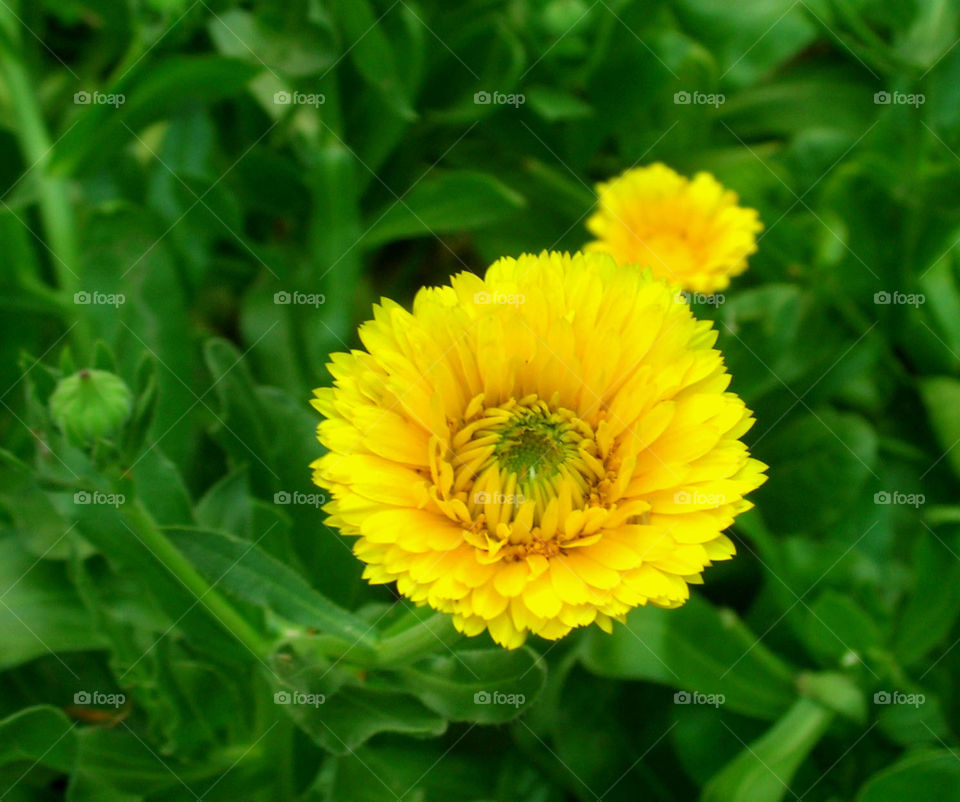 dhalia. sunflower 