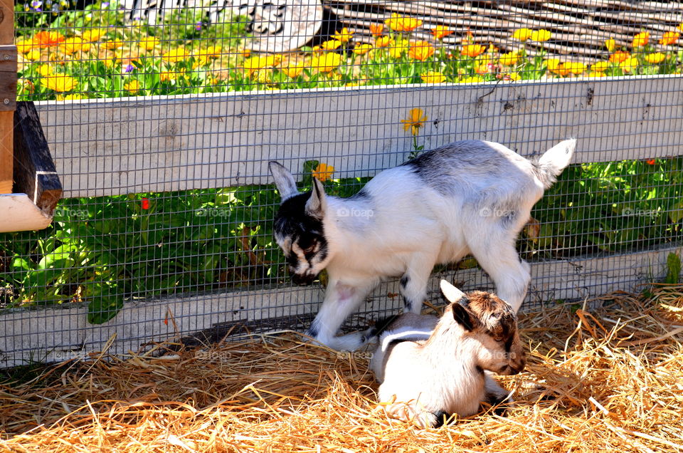 Baby Goats