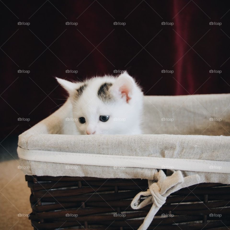Kitten in a Basket