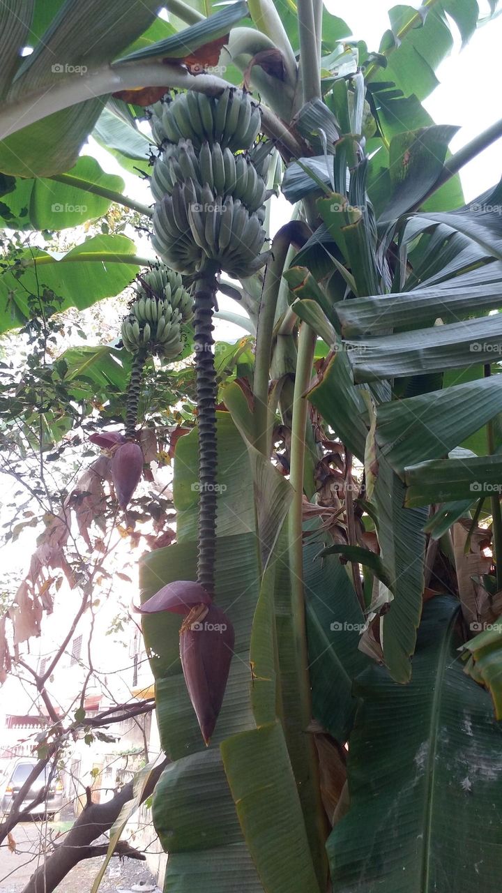 banana tree nature