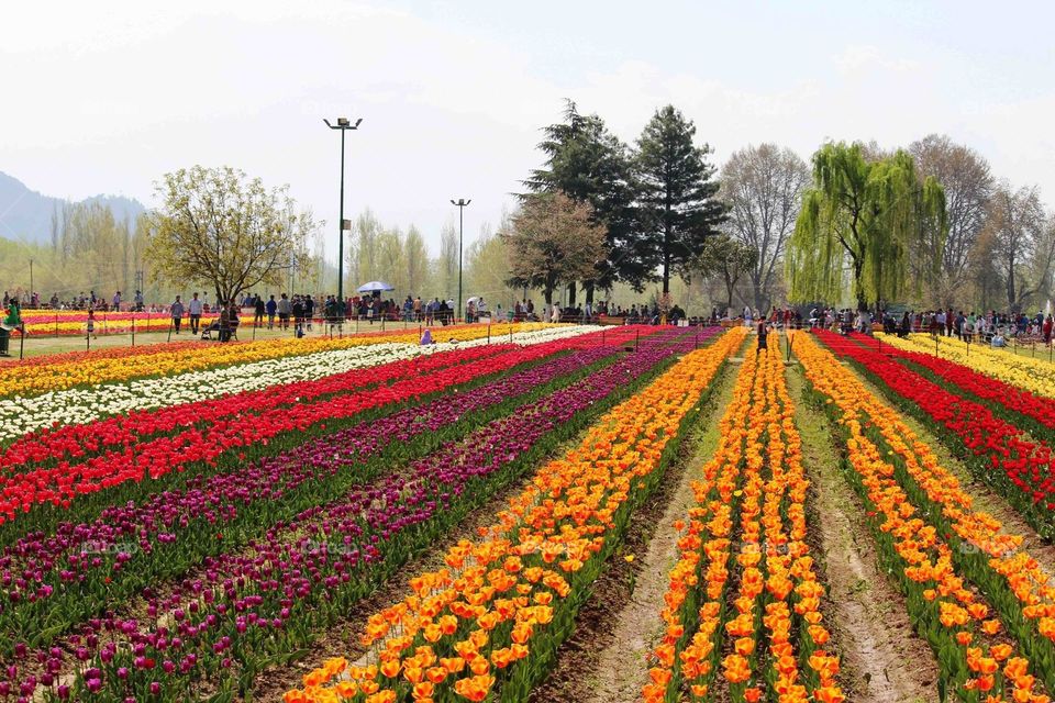 Flower garden 
