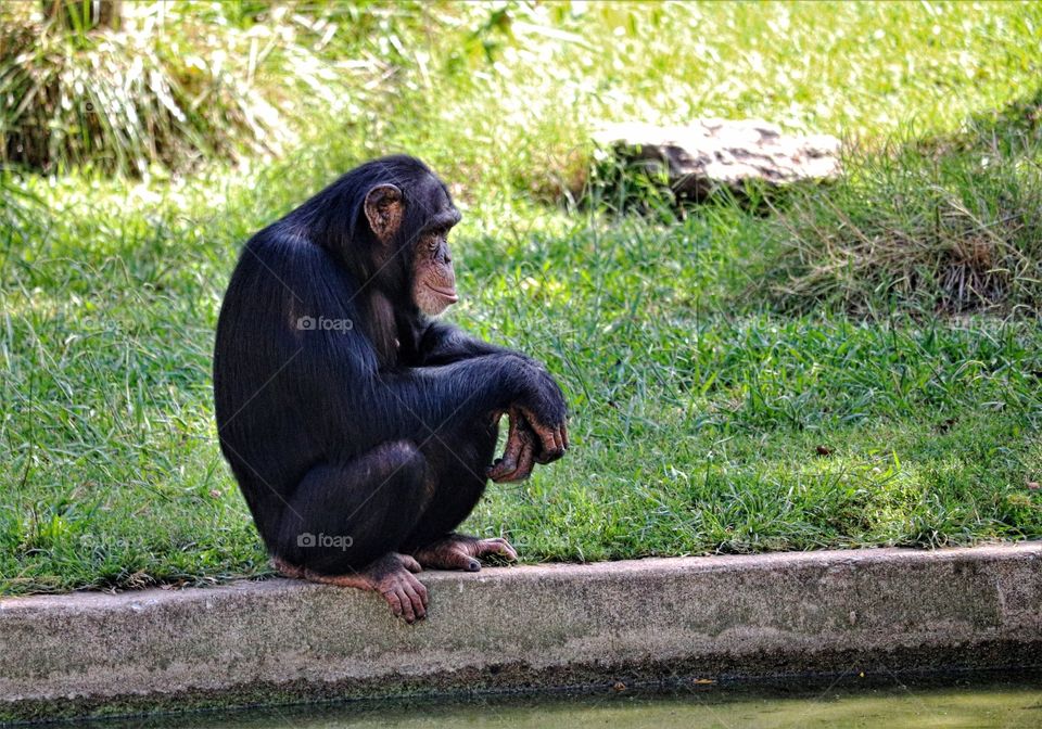 Crouching Chimpanzee