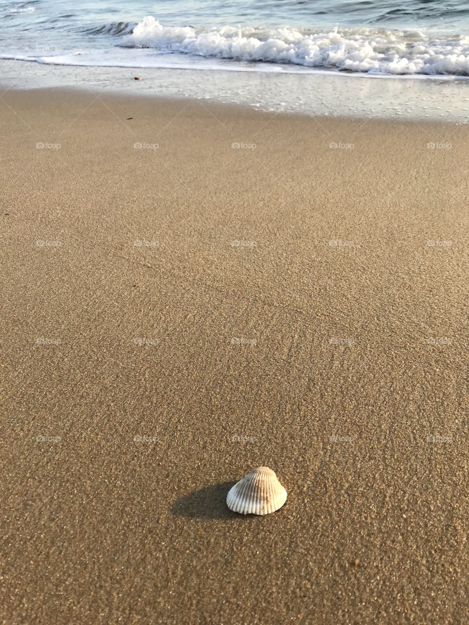Seashell by the seashore 