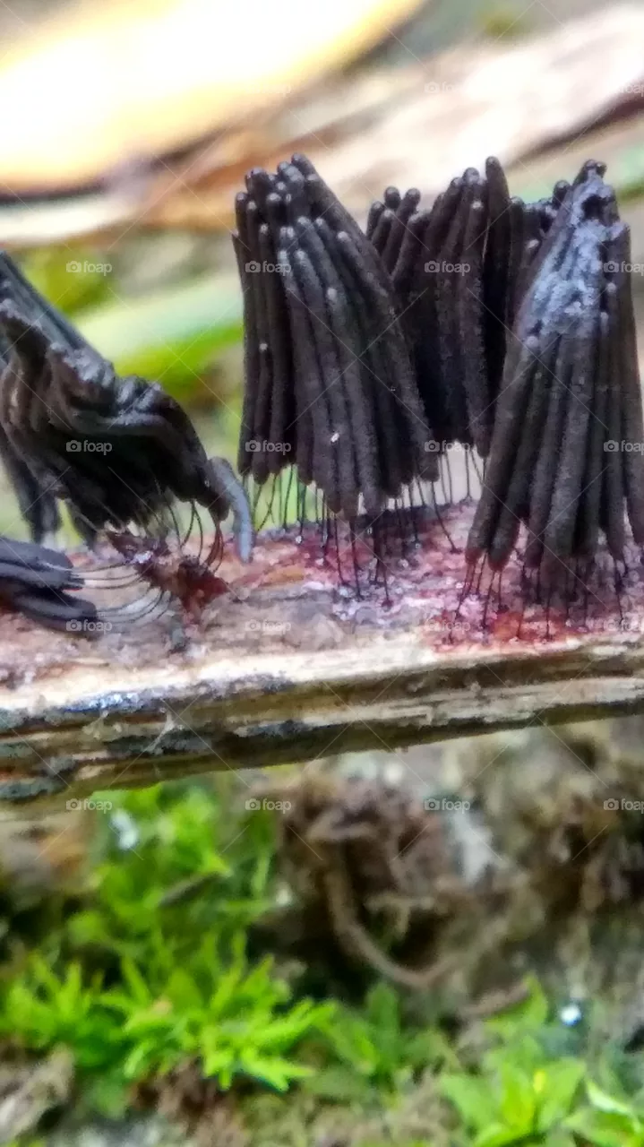 stick mushroom