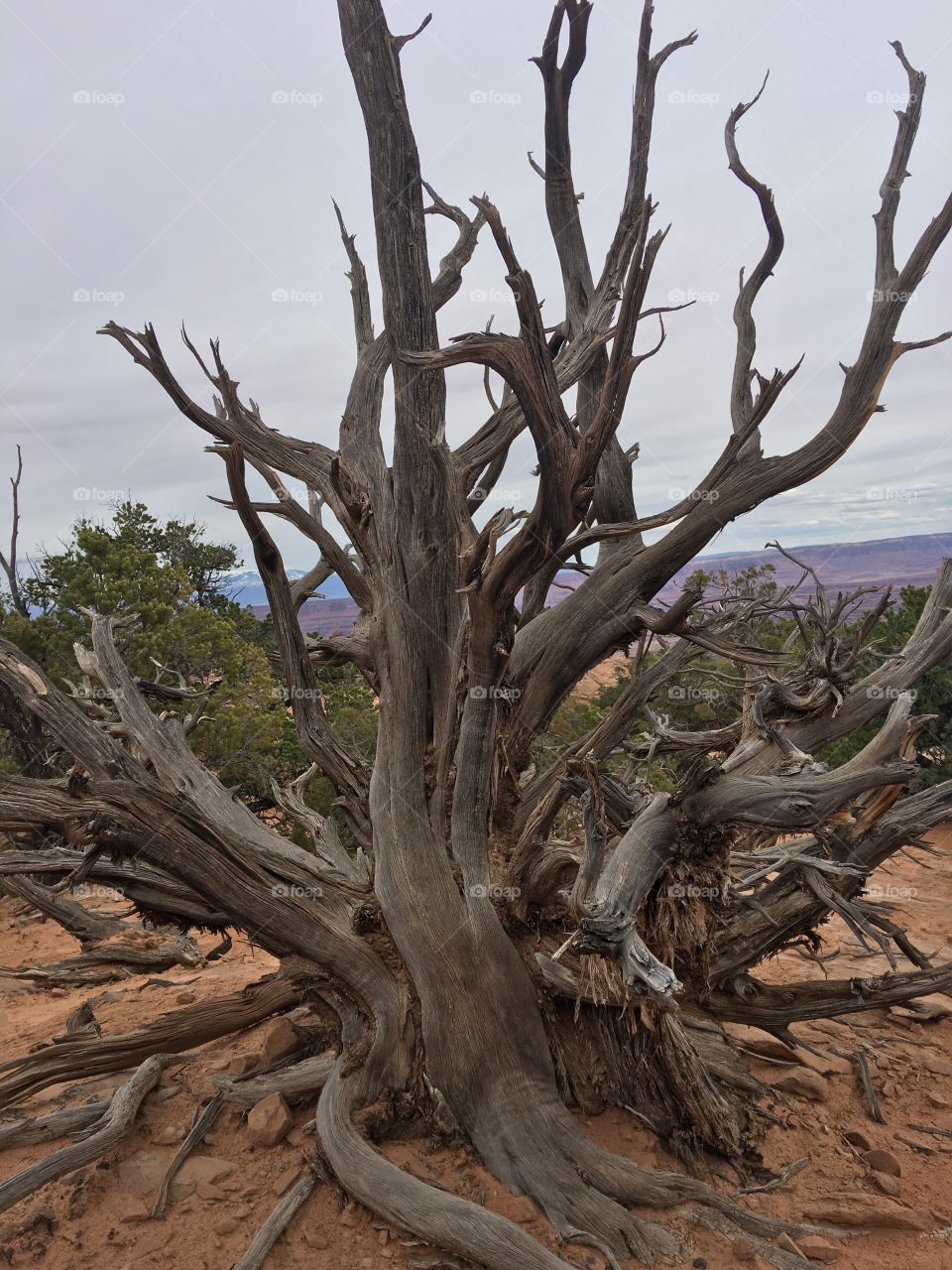 Tree in a desert Canyon