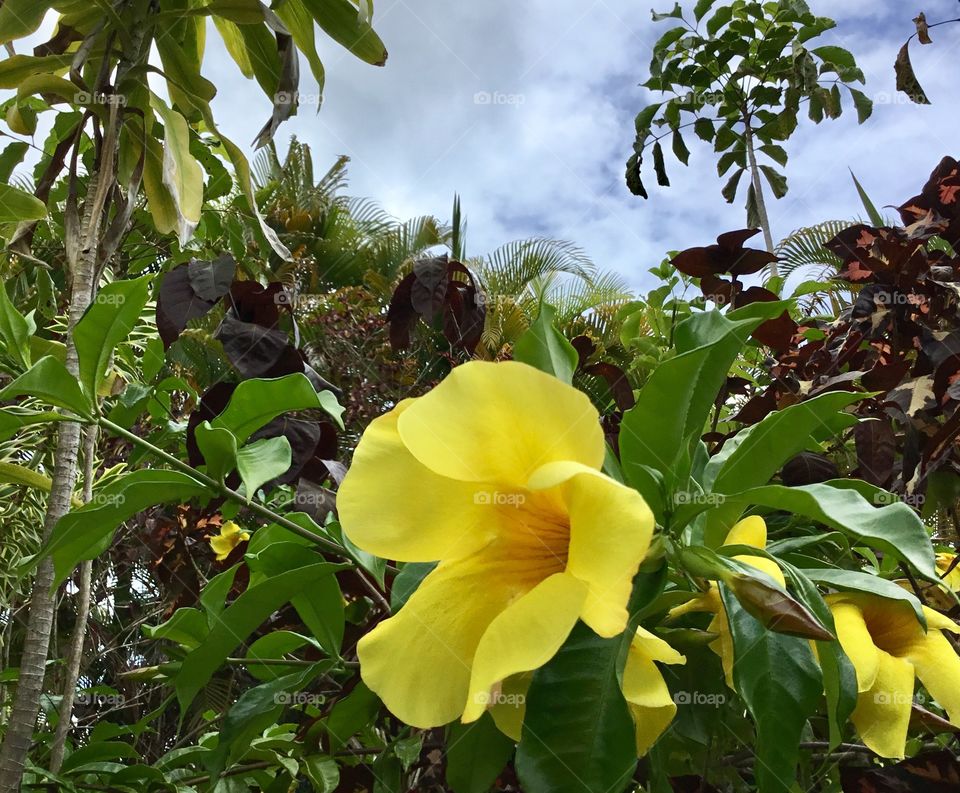 Allamanda cathartica - Allamanda, Yellow Allamanda, Golden Trumpet
Growth Habit: Vine
Hawaii Native Status: Introduced. This naturalized ornamental flowering vine is native to northern South America and Brazil