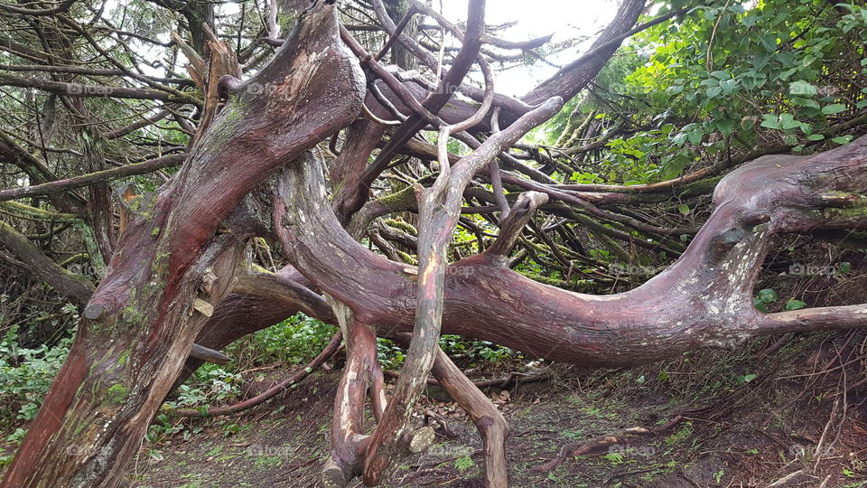 Gnarled tree trunks on the Pacific west coast