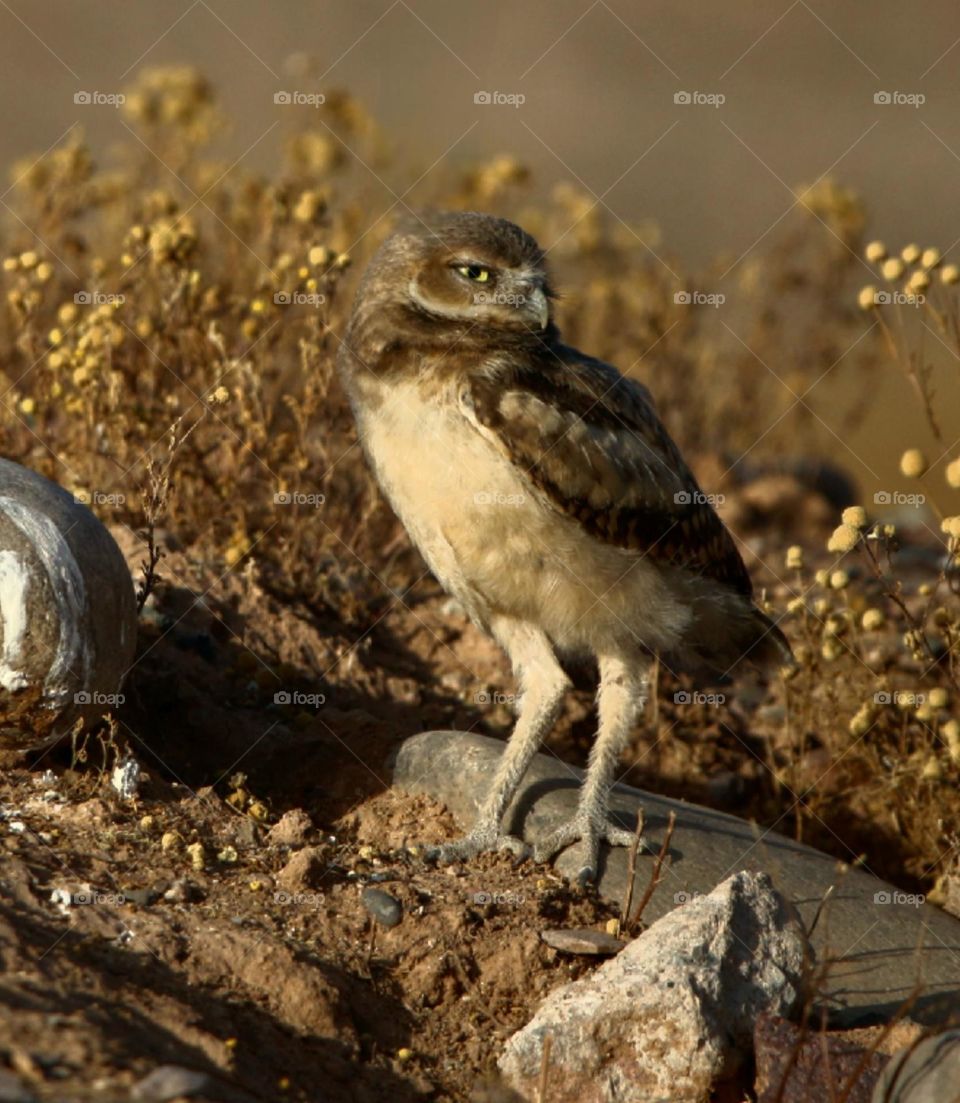 Juvenile Burrowing Owl at Sunrise