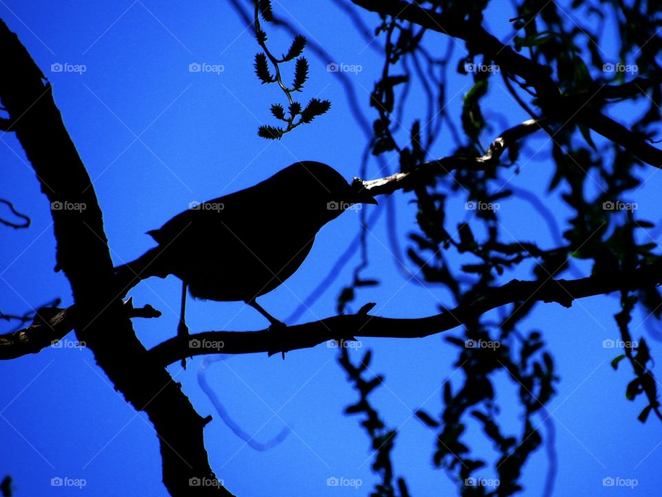 Silhouette of a Bird at Art Park in Lewiston