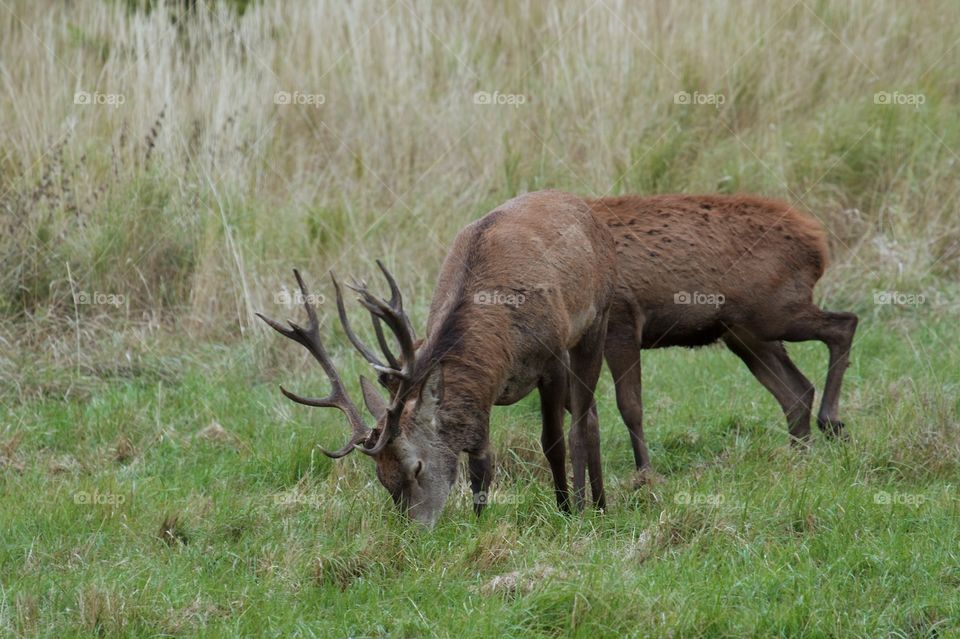 wild deer in the forest