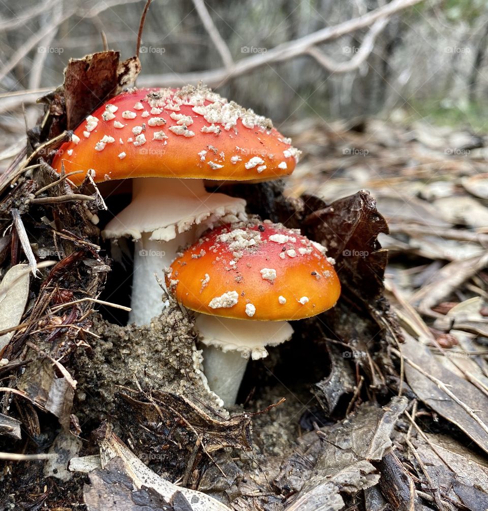 Fly agaric mushrooms 