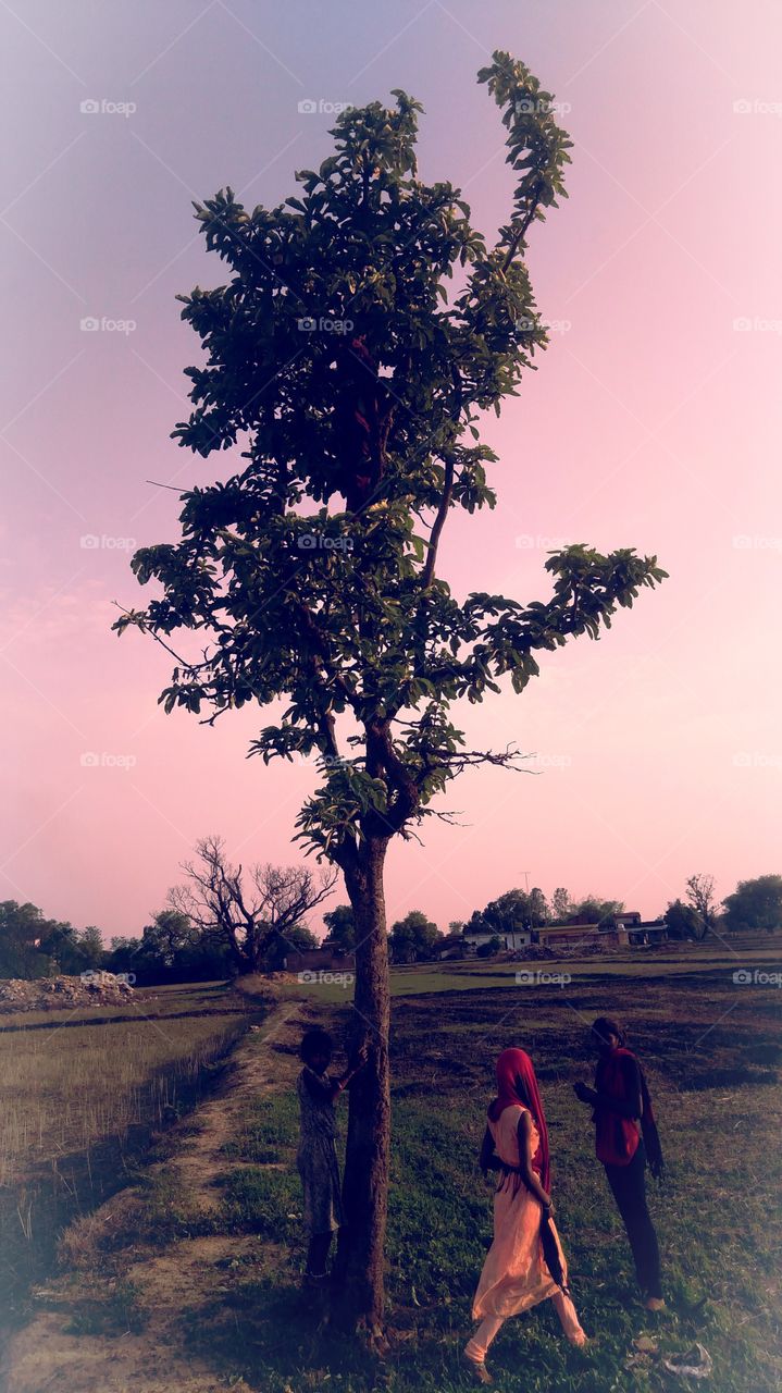 UP India Hill Zone Tree