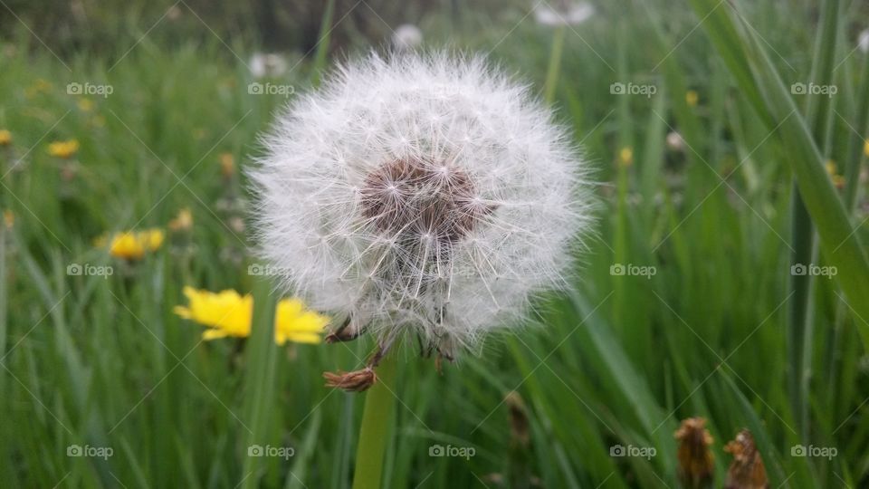 White dandelion in nature