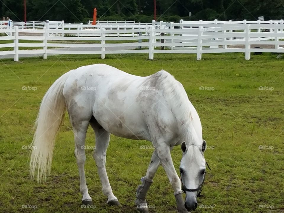 White horse at an equestrian farm.