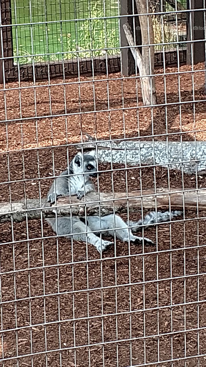 a ring-tailed lemur at York Wild Kingdom in Maine