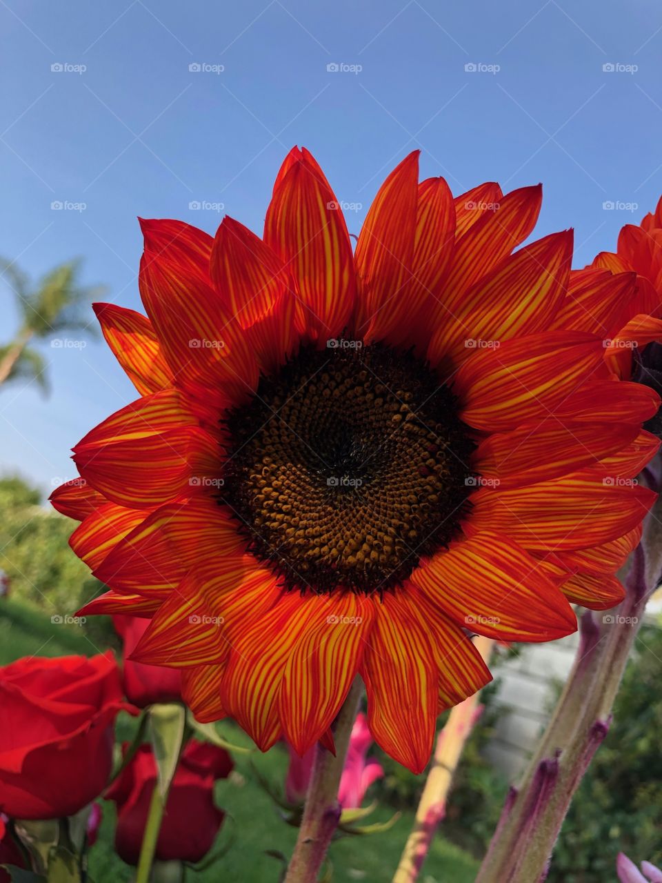 Red-orange sunflower 