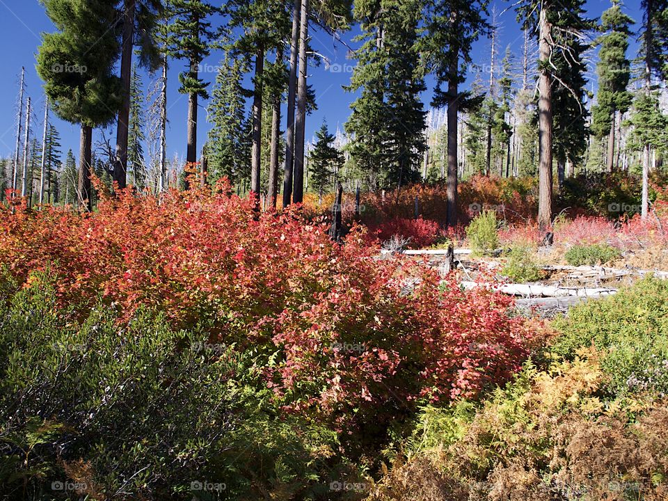 Bright red, orange, and yellow foliage on the forest floor in the woods of Oregon on a sunny fall day. 