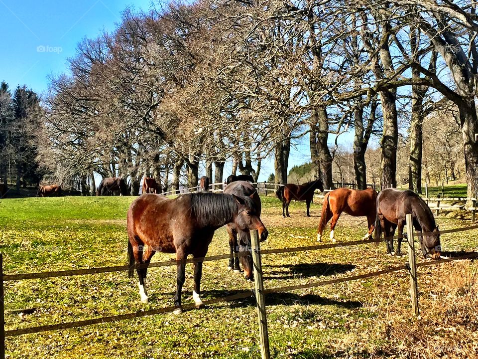 Horses outside 