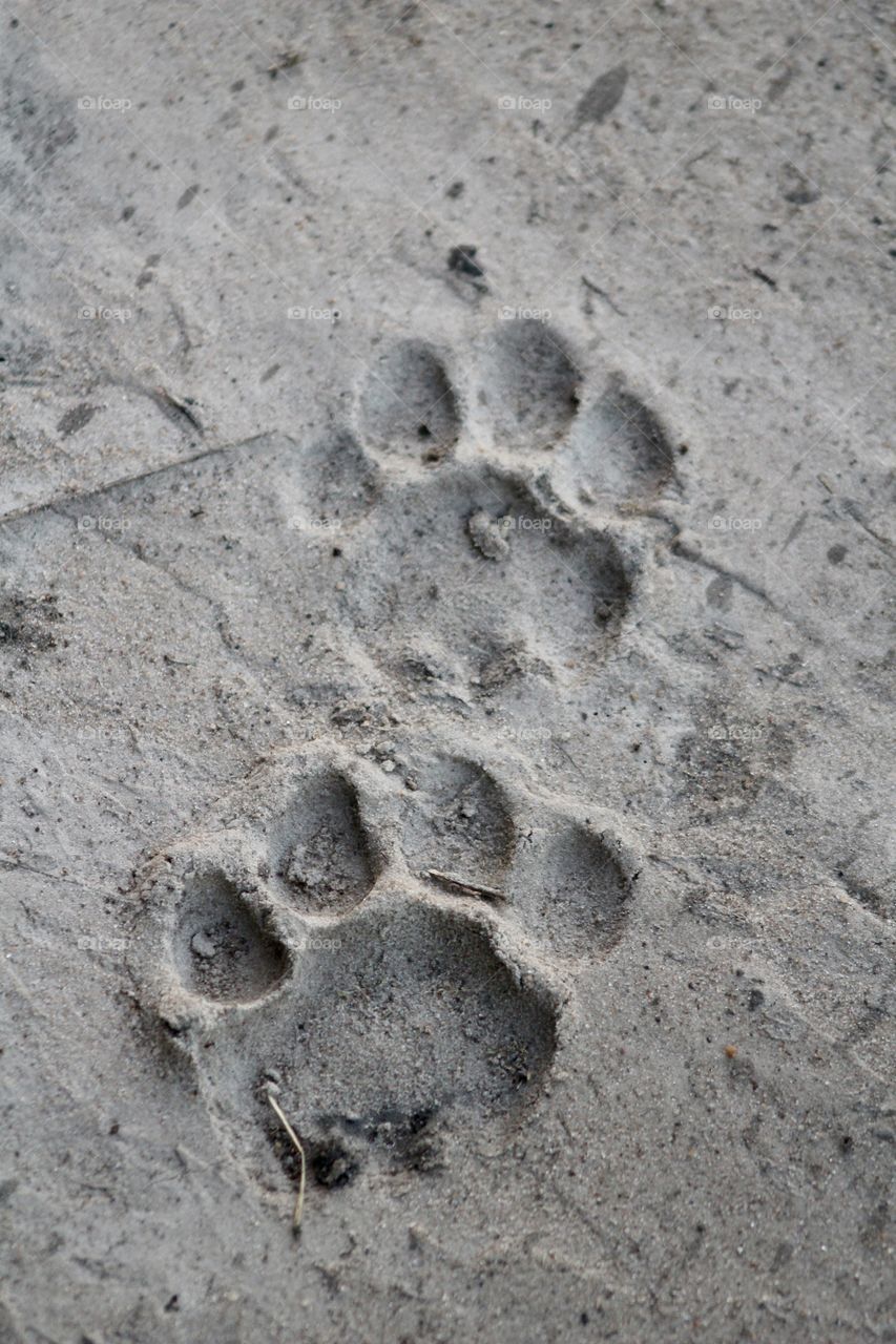 Lion tracks in Hwange Safari, Zimbabwe